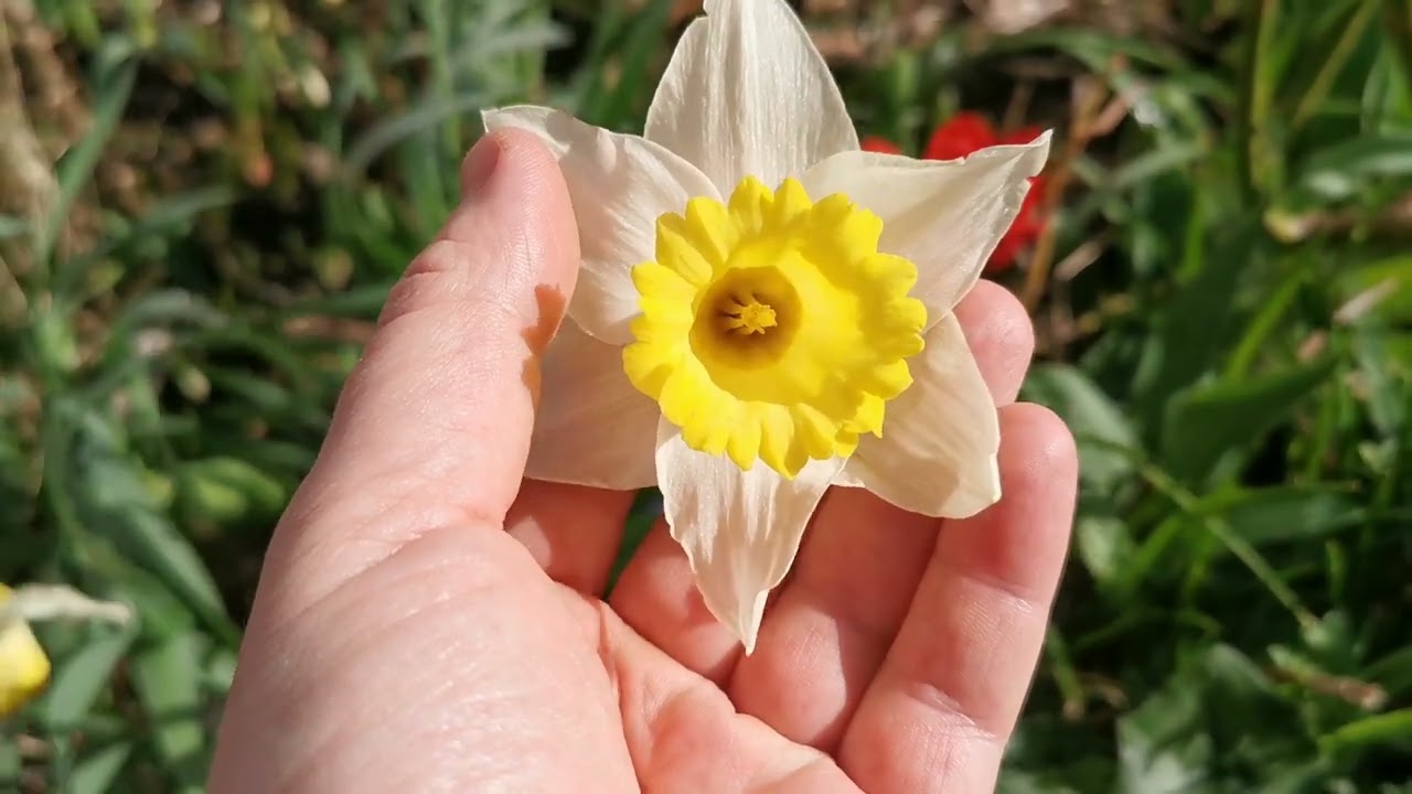 Winter flowers of my British garden (Kent, UK): a few winter blooming plants for USDA 7, 8 and 9