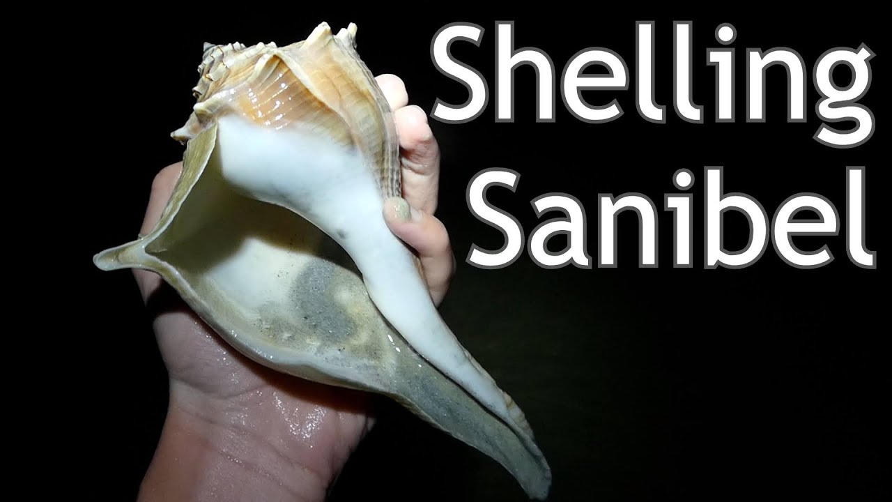 Successful Florida Shelling at low tide!