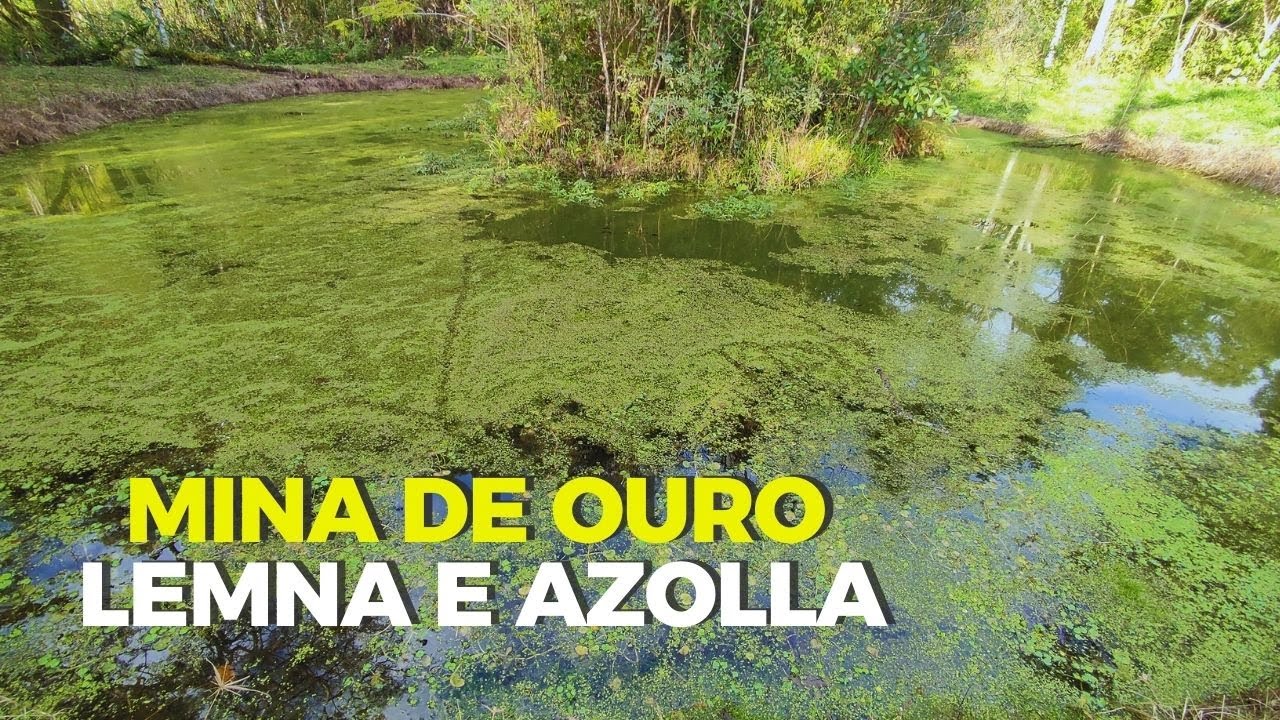 COLHEITA DE LEMNA E AZOLLA PARA REPRODUZIR