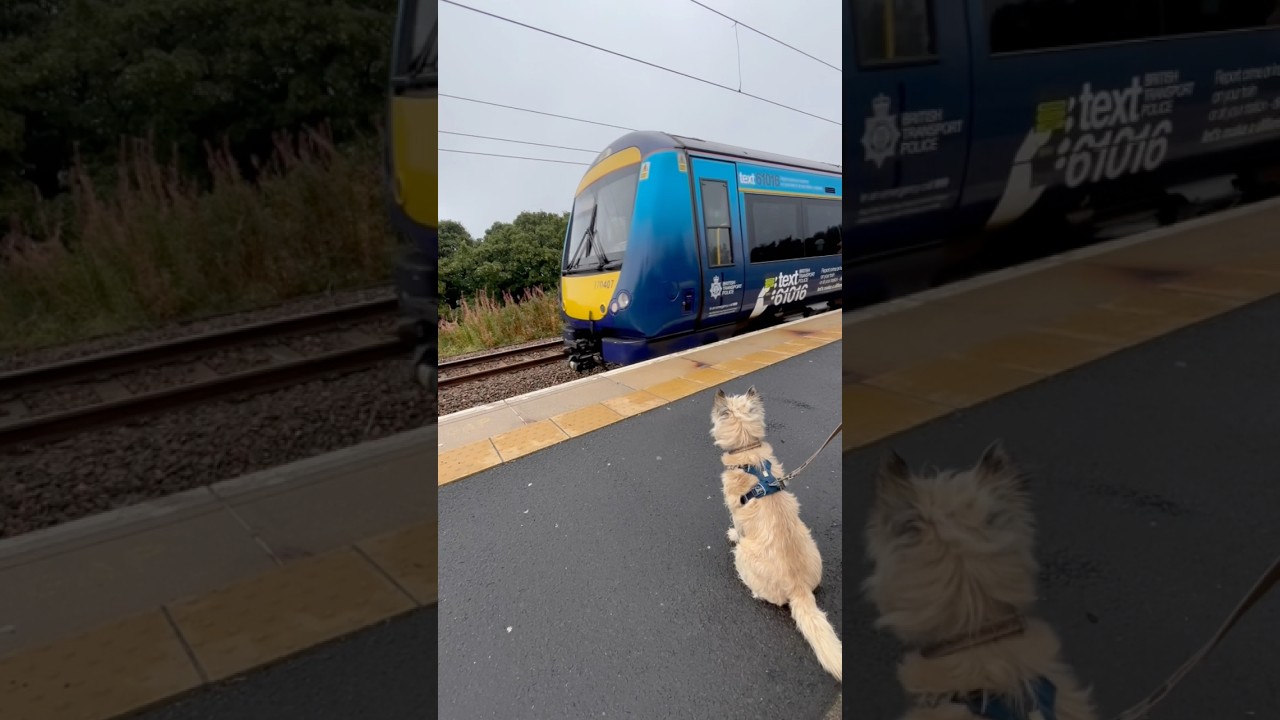 Cairn terrier dogs first train journey into Edinburgh, Scotland
