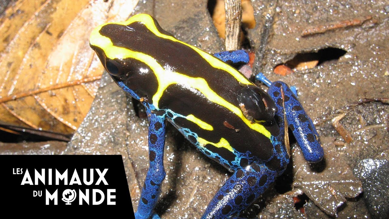 Les grenouilles des cimes - Guyane française