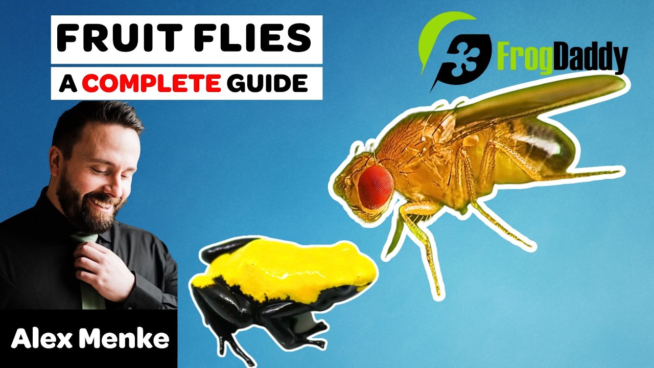 Fruit Flies- Complete Care Guide with Alex Menke of Frog Daddy  🪰🪰🐸🐸🪰🪰