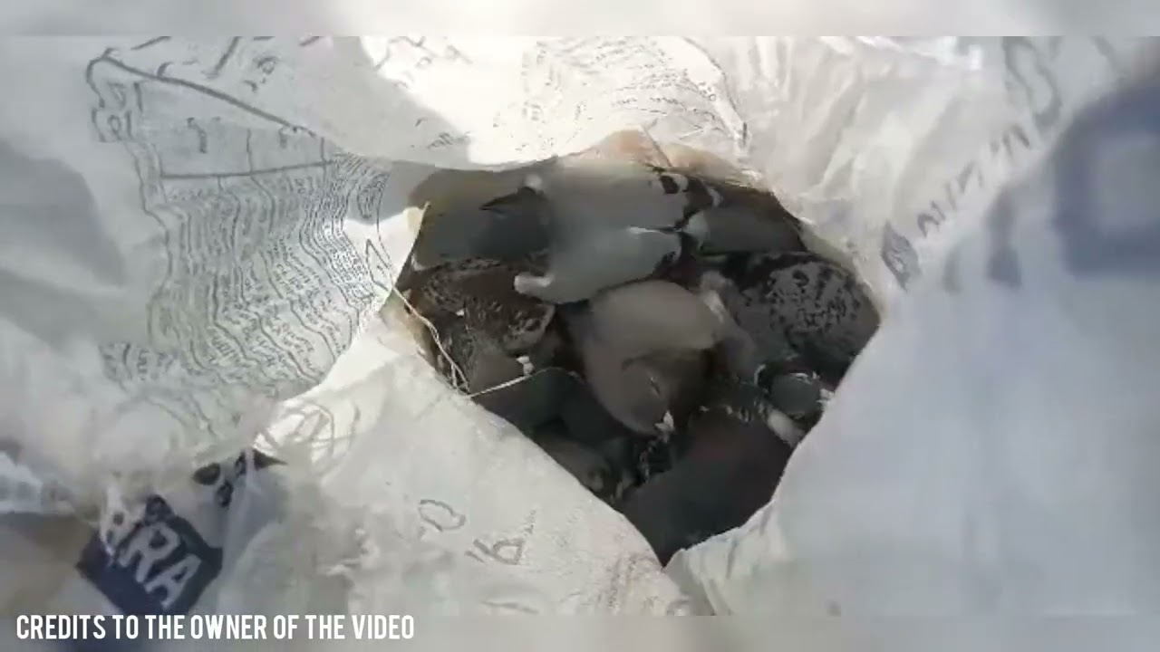 MGA NALAMBAT NA IBON, NARECOVER SA BUNDOK!