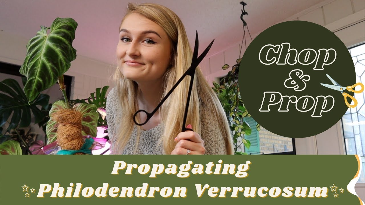 Propagating my Philodendron Verrucosum | Chop & Prop with Me!