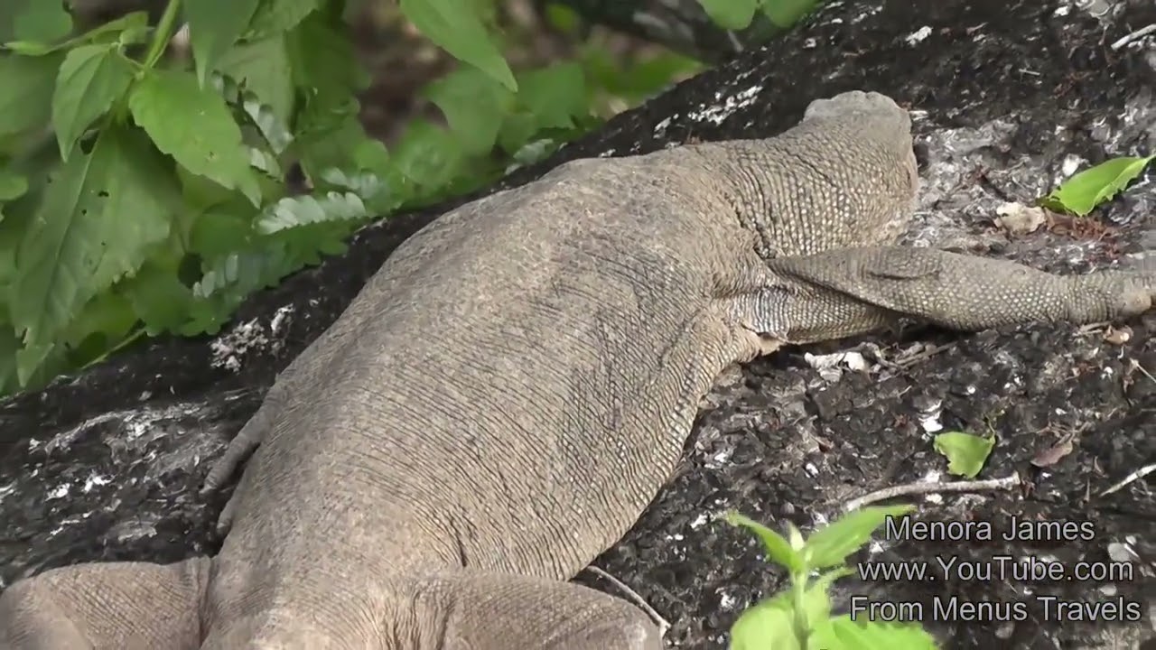 Wildlife Wild boars ,Crocadiles, Aligator,Mongoose,Turtles Releasing To Sea, Fox & Lakes