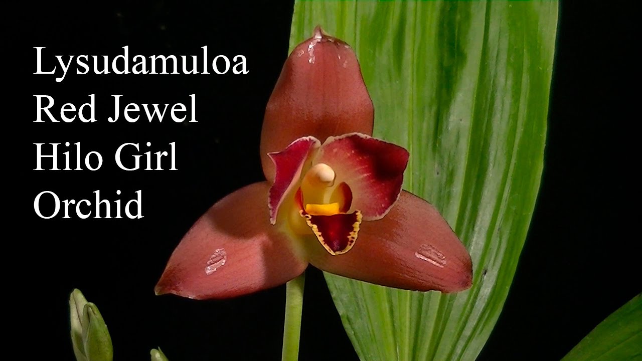 Lysudamuloa Red Jewel Hilo Girl Orchid