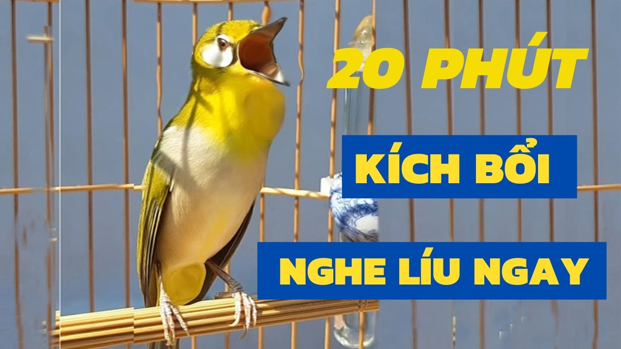 Ép Giọng Líu Choè Cho Khuyên Non 30 Phút Mỗi Sáng - Hiệu Quả Sau 1 Tháng Mùa Chim Non