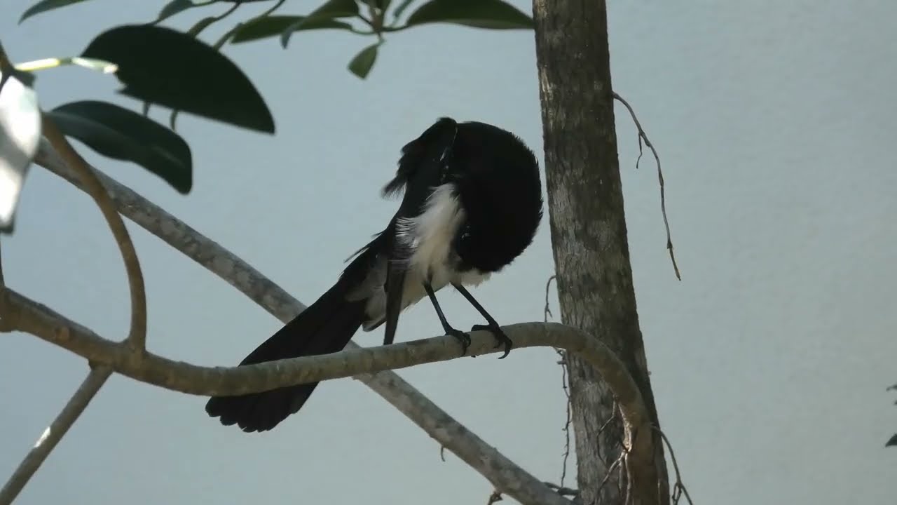 Willie Wagtail 86