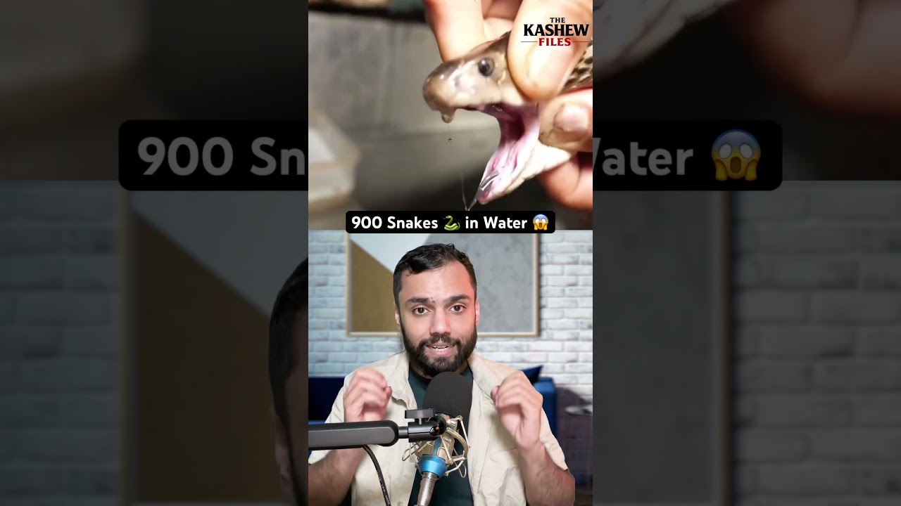 900+ 🐍🐍🐍🐍🐍