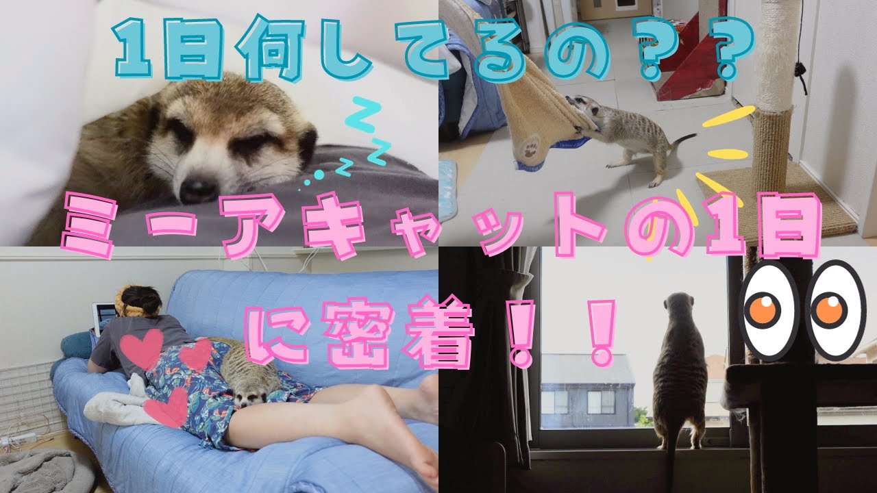 ミーアキャットの1日に密着👀ミーアキャットって普段何してるの？？