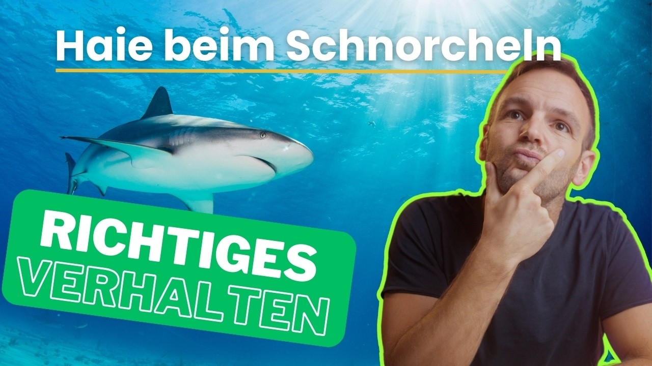 Der RICHTIGE Umgang mit einem Hai beim Schnorcheln