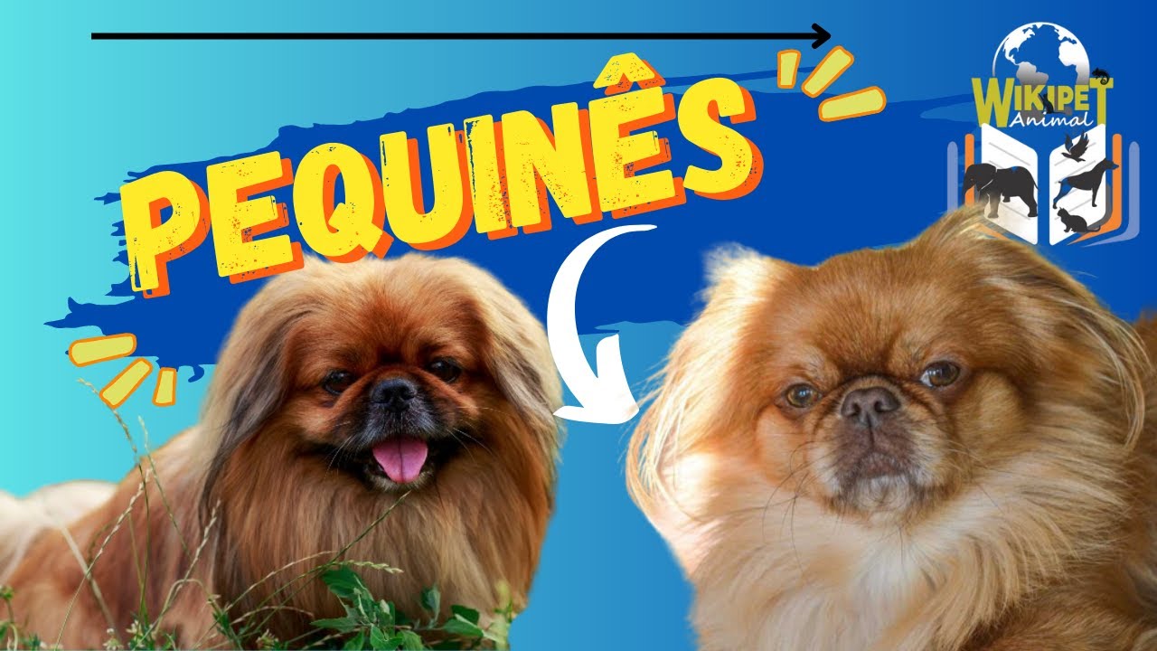 Pequinês #cão #cachorros #pequines