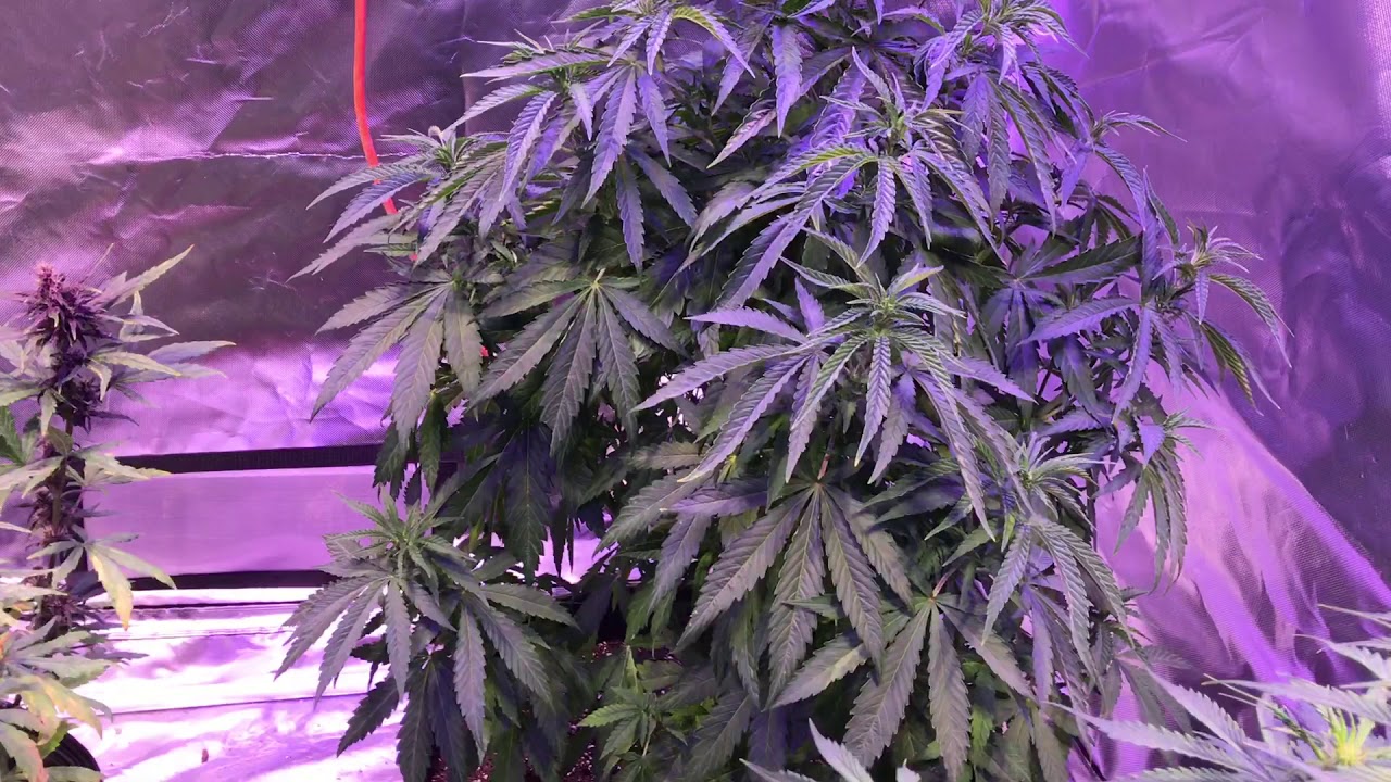 5x10 grow tent Tangerine Dream Gorilla Glue #4 White Rhino LSD25