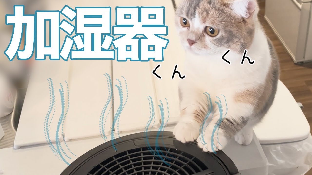 【三毛猫マンチカンのチー】とスチーム式加湿器