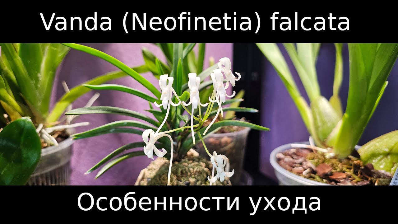 Орхидея, которая пахнет жасмином? Vanda (Neofinetia) falcata, особенности ухода #орхидеи #neofinetia