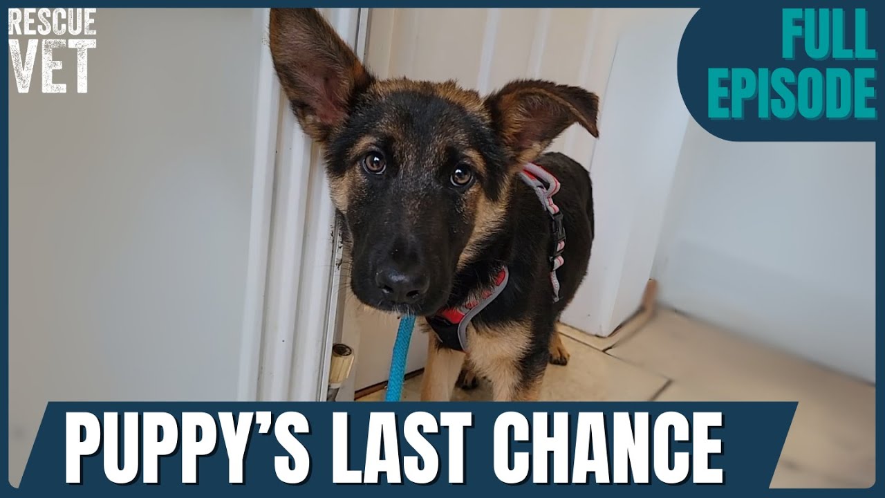 From Puppy Farm To Forever Home… Scared Rescue Dog Lashed Out In Fear | Rescue Dog Diaries: Phoenix 