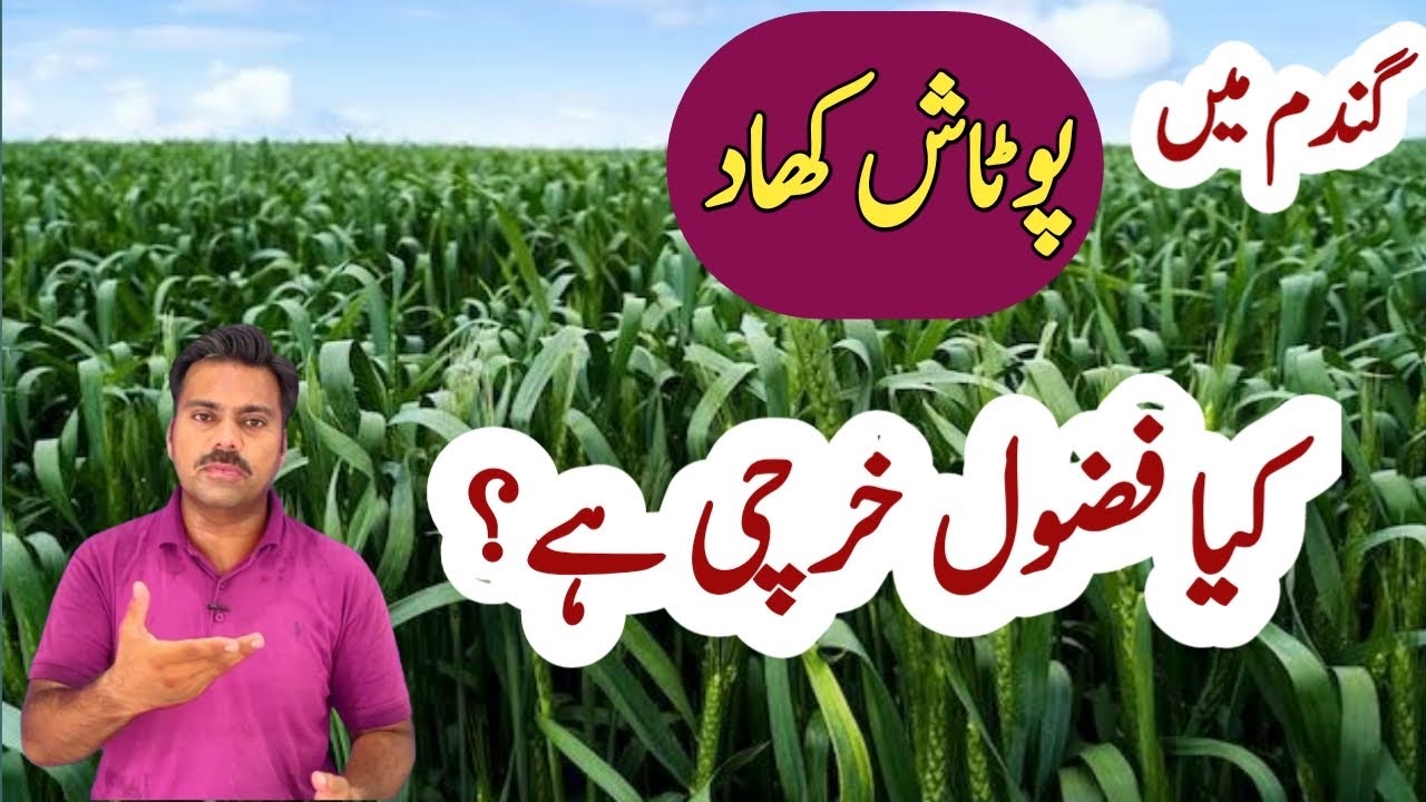 What are the benefits of potash in wheat crop | Abid Ali Agrarian