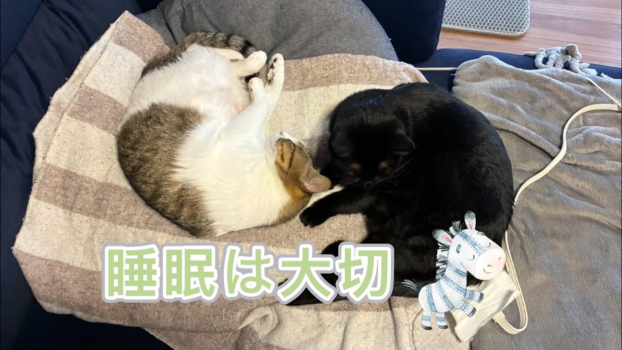 睡眠は大切😴