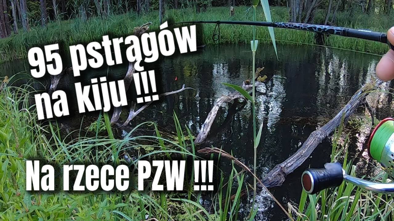 95 pstrągów w 3,5 godziny RZEKA PZW | Niemożliwe? Pstrągi na błystkę i woblera