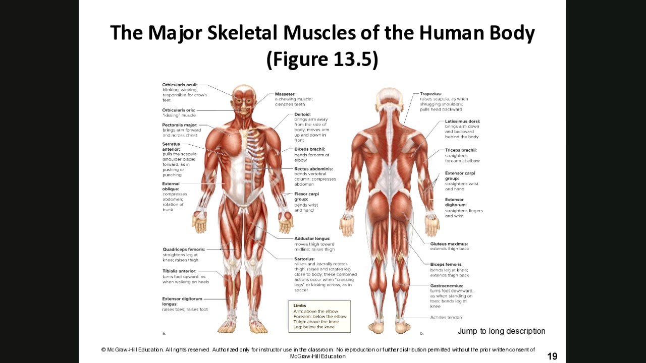 Human Biology Chapter 13 Muscular System