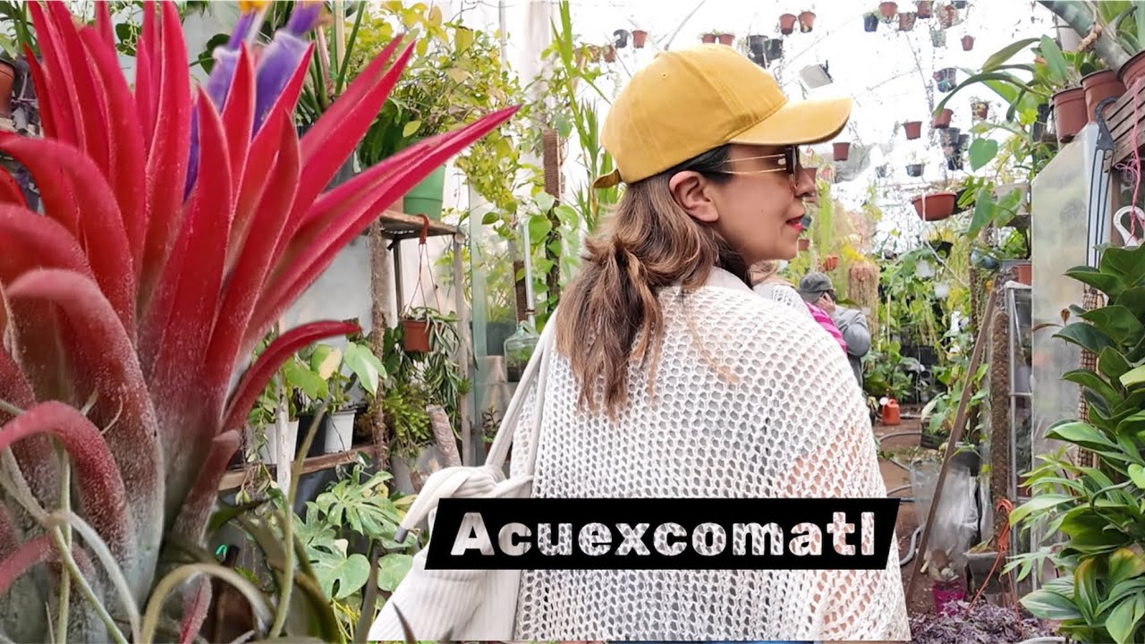 San Luis Tlaxialtemalco tiene el mejor mercado de plantas? 