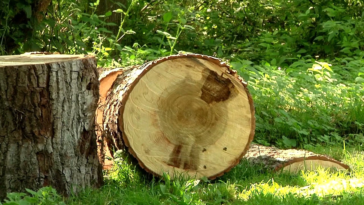 Tebaida ad Silentium. Herrer&iacute;a de Compludo