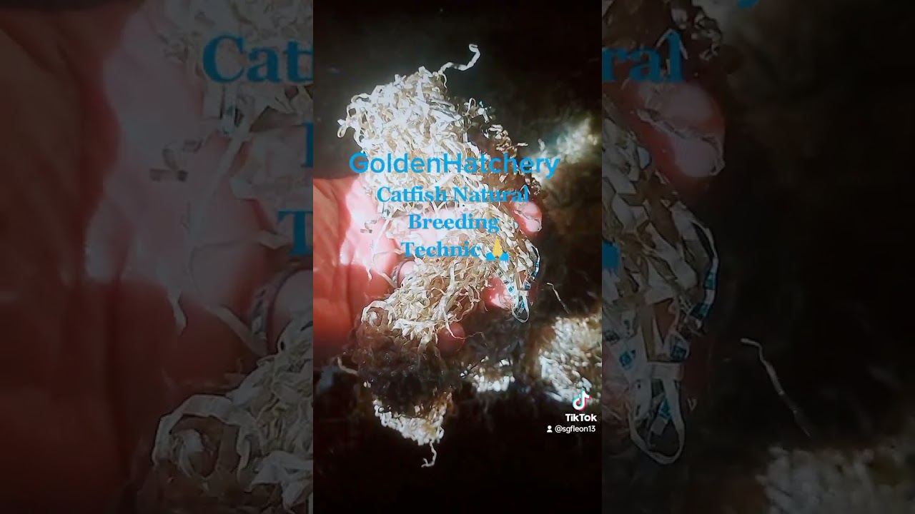 Catfish Natural Breeding