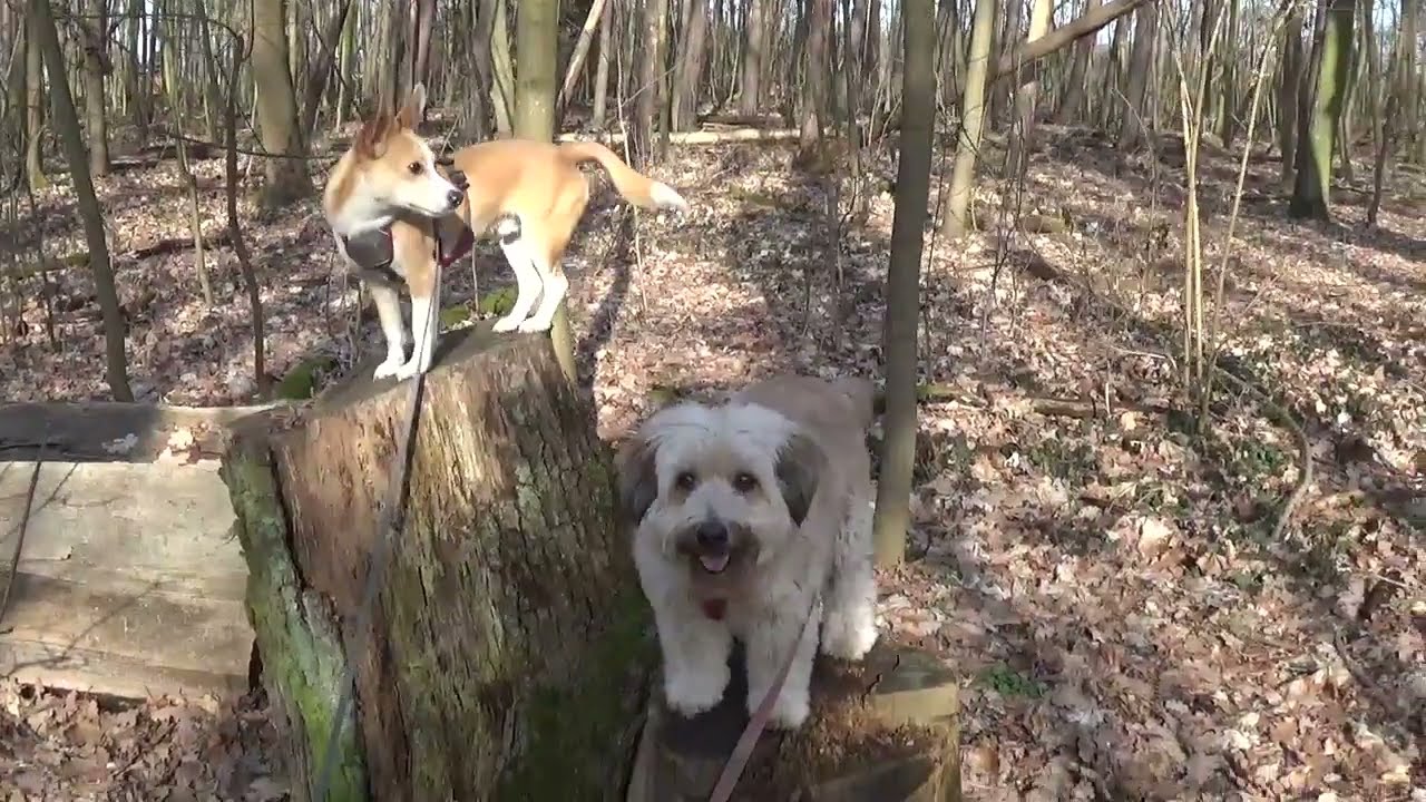 Emsel und Bensel spaßen bissl durch den Wald  🥳