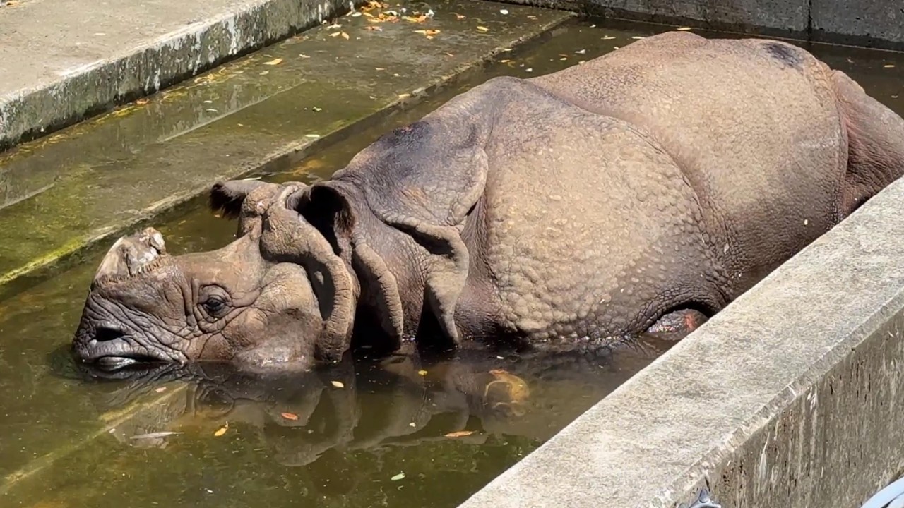 番外編 プールでまったりビクラムくん【番外編】【多摩動物公園】インドサイ