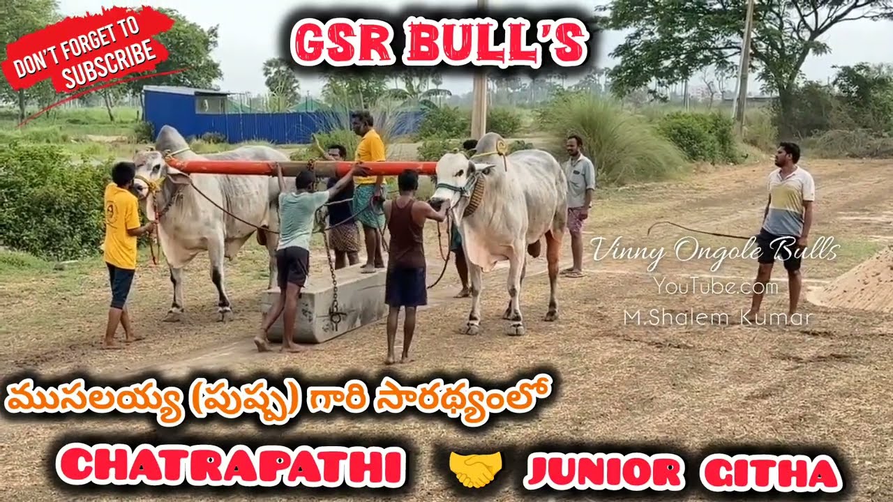 GSR BULL'S || గరికపాటి శ్రీధర్ గారి సీనియర్ గిత్త 🤝 జూనియర్ గిత్త...AFTER LONG TIME (💥 ఛత్రపతి 💥) 