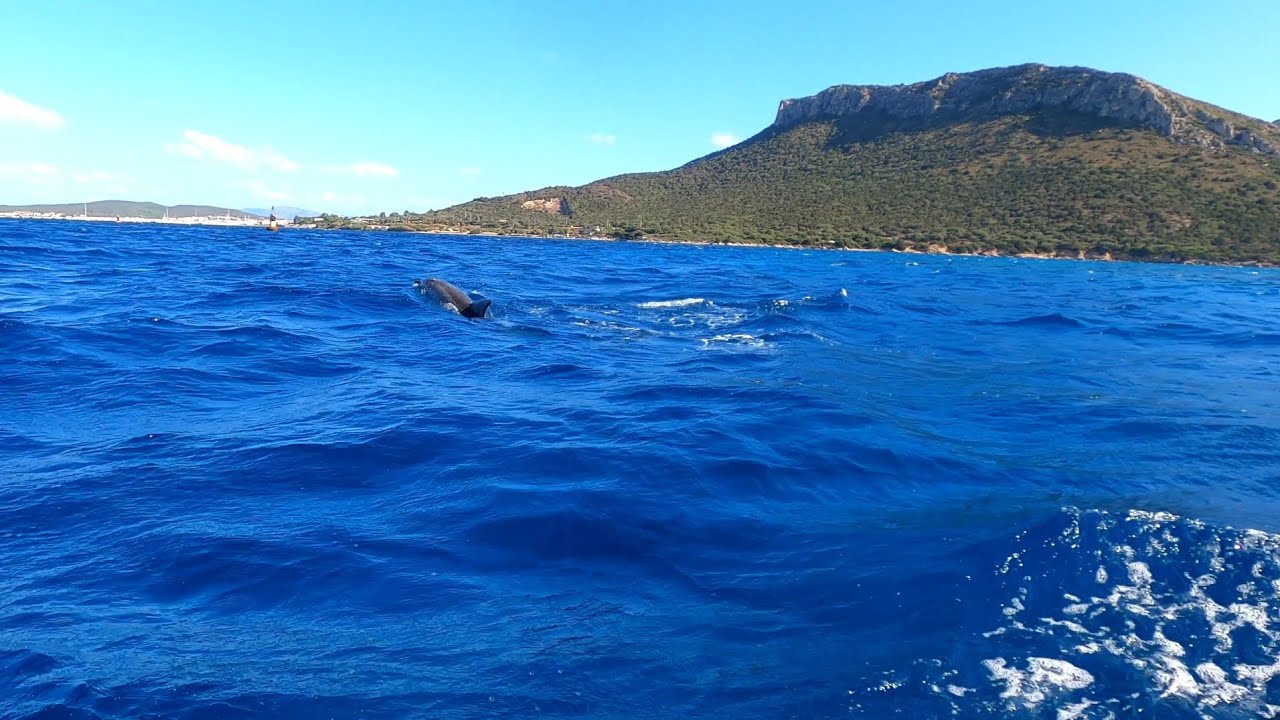 Dolphins at Golfo Aranci (Sardinia) / @GoPro @GoProWorldOfficial  #dolphin #summer #2023