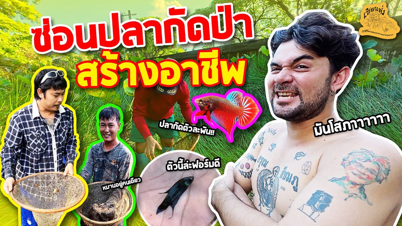 เซียนหรั่ง - วิถีชีวิตแบบมะลายยายอยาก l ตอน ปลากัด สร้างอาชีพ