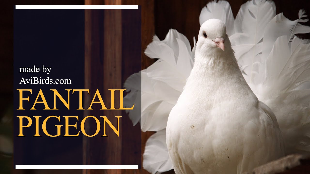 Fantail Pigeon