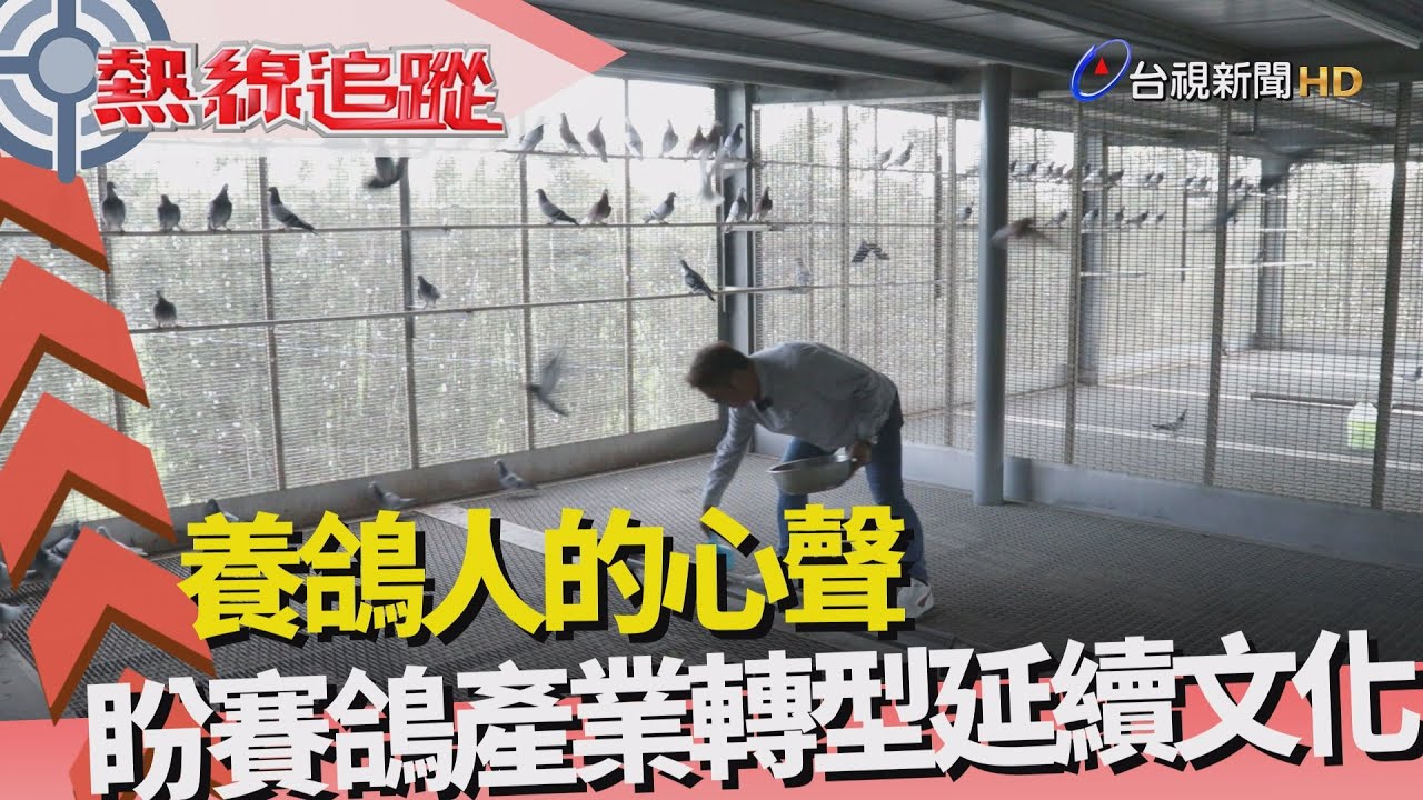 熱線追蹤-養鴿人生  30年如一日