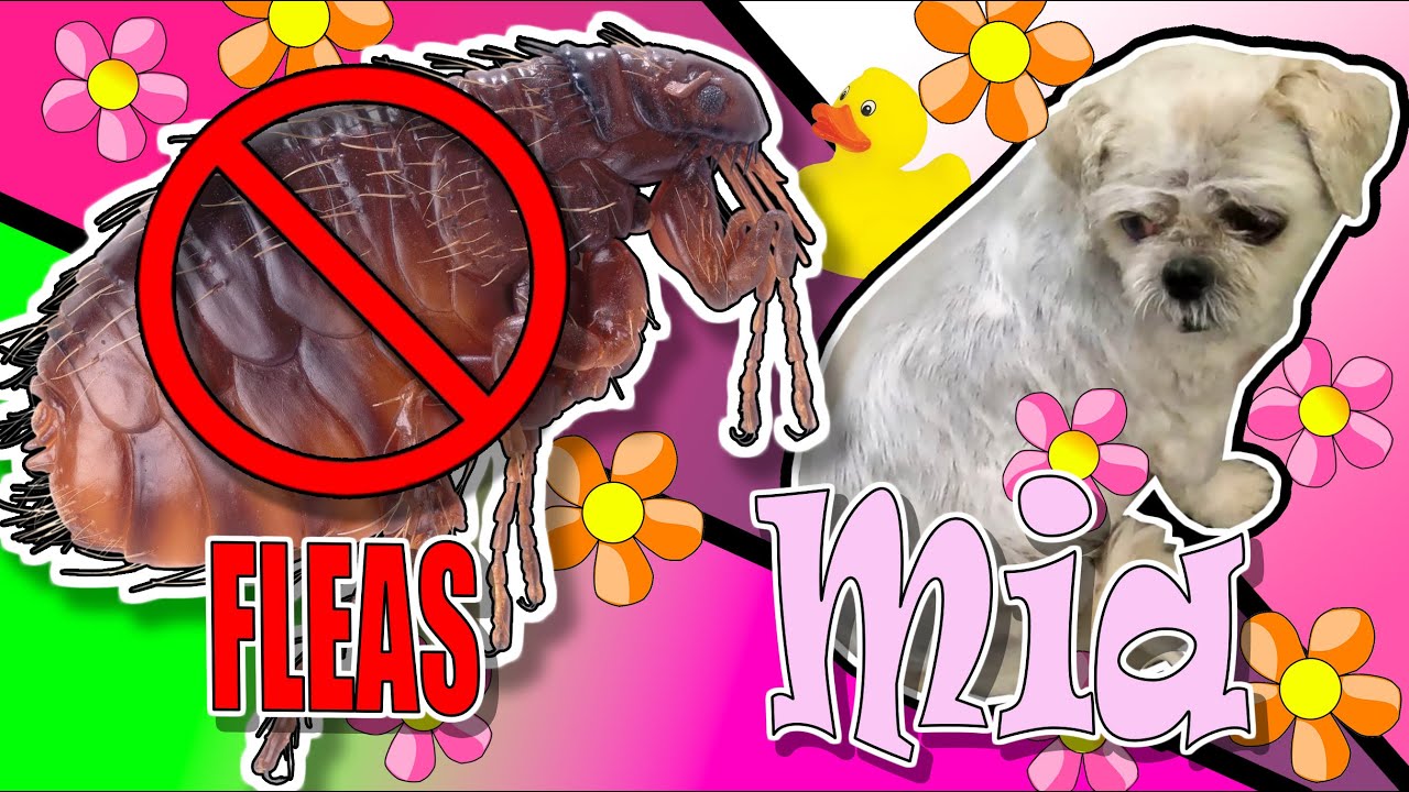 YUCKY FLEA's!! We find lots of Fleas on the poor doggy.