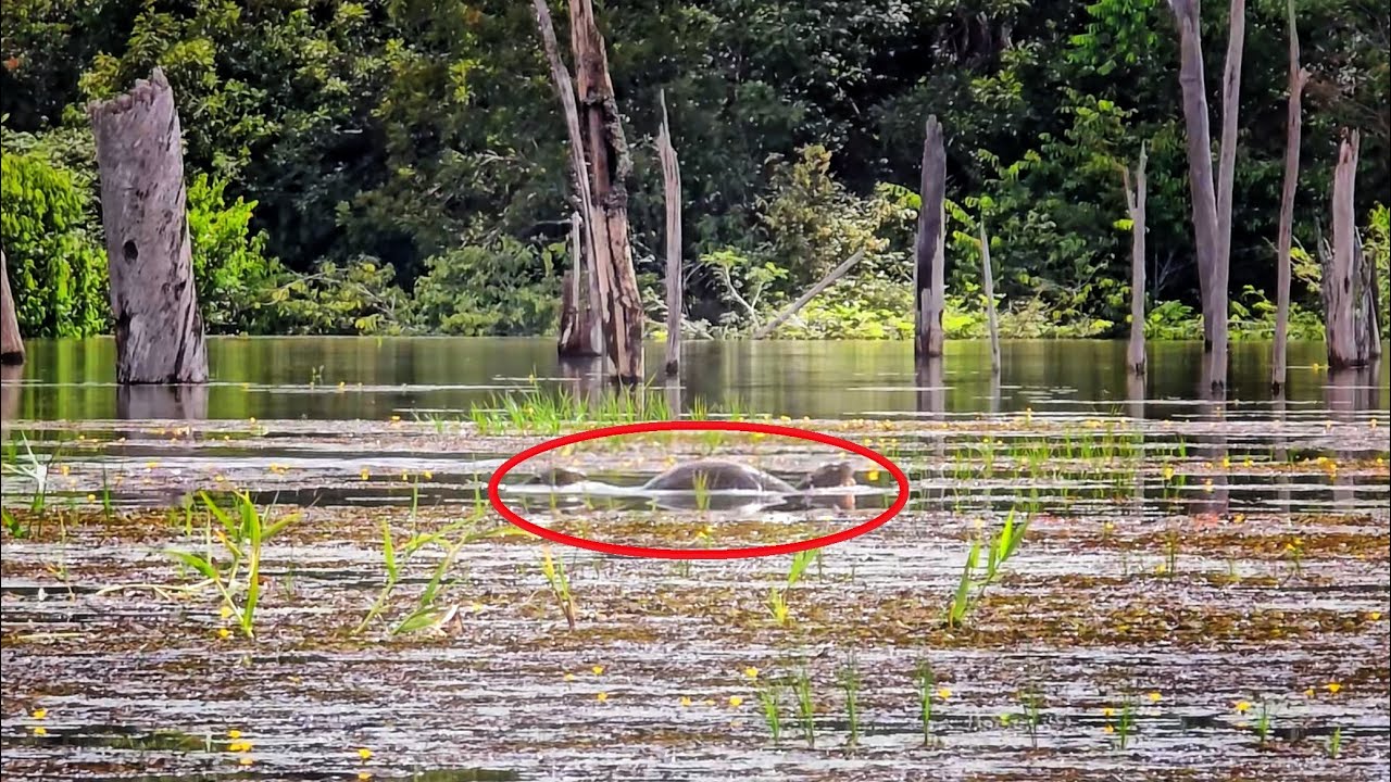 AQUILO QUE NINGUÉM TE CONTA... O QUE OLHOS INOCENTES NÃO ENXERGAM... Pescaria.
