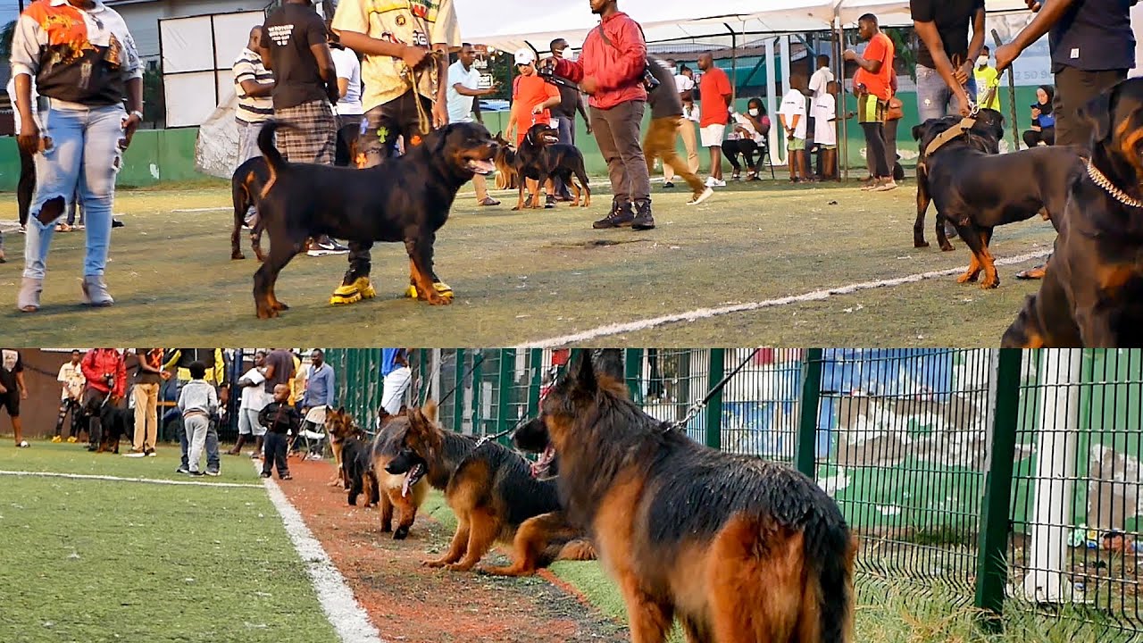 Two Dog Shows on One Night! | German Shepherd and Rottweiler Exhibition Show (Part 1)