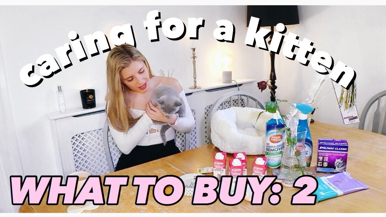 caring for a kitten | WHAT TO BUY & WHY | kitten haul 2020 part 2