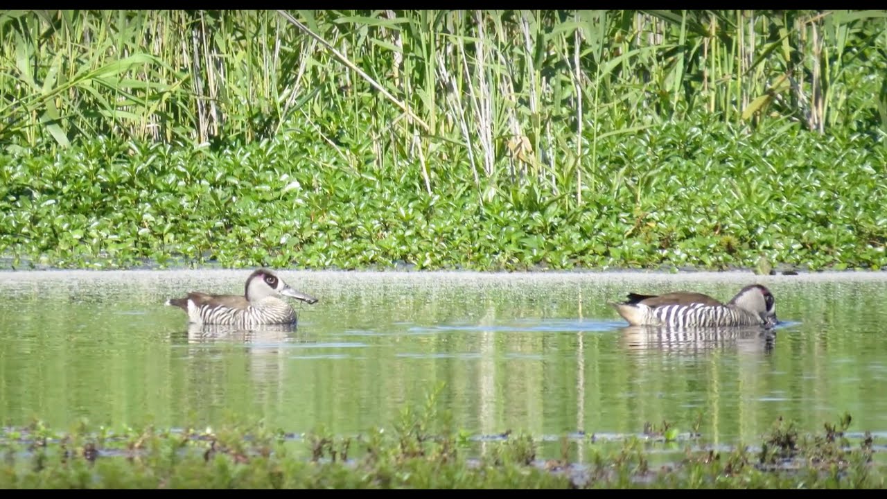 EWKR Story Space: Waterbird movements and habitat choices