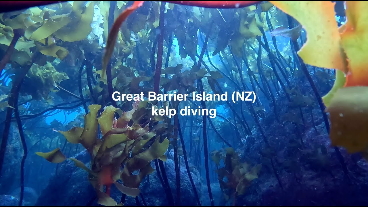 Diving Wellington Spot, Great Barrier island, New Zealand