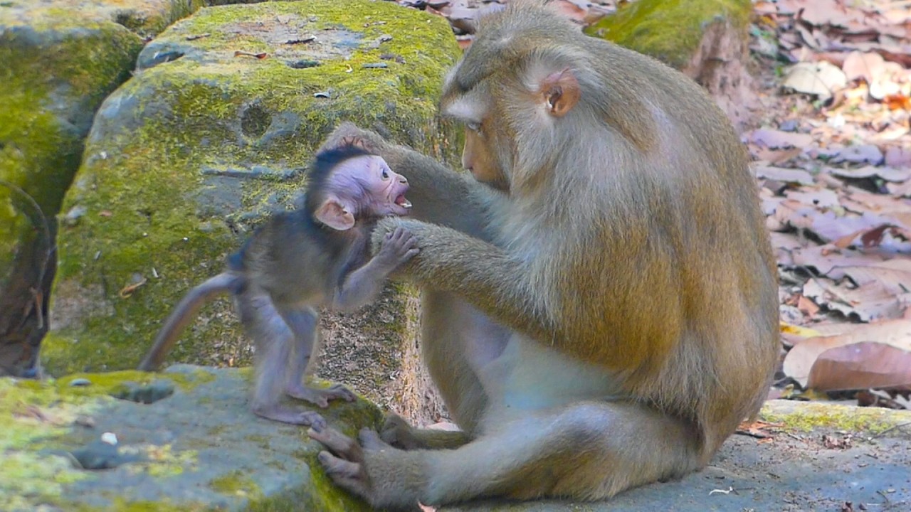 Mama Rose asks this tiny baby why he following her & Rina has friends to play