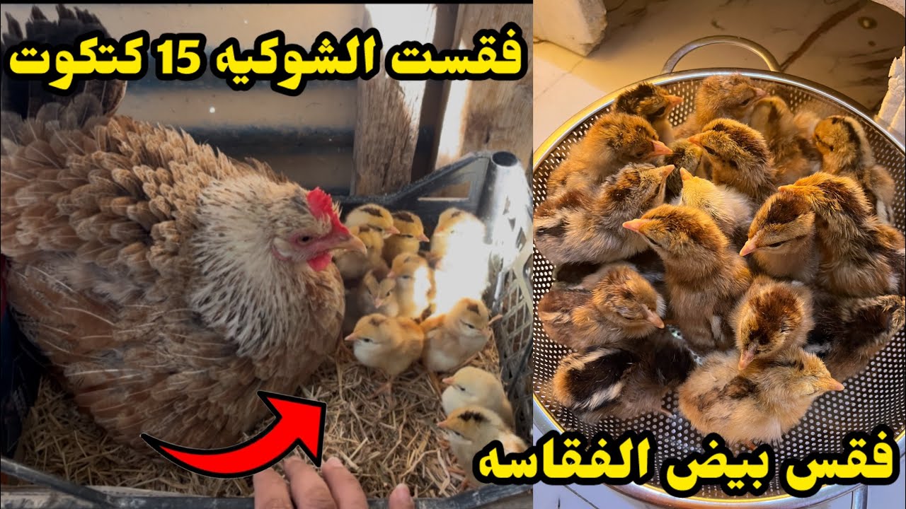 بعت السمان🐥المتابعين ماخلو دجاجه🐔عندي فقس 🐣بيض الفقاسه +دجاجه الشوكيه فقست🐣👉