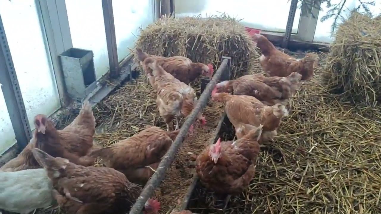 ЧТО С НОВЫМИ КУРАМИ🤔КТО ГДЕ ТЕПЕРЬ ЖИВЁТ🤔СКОЛЬКО УБРАЛА ПЕТУХОВ.