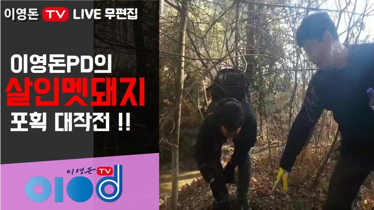 [ LIVE무편집] 이영돈PD의 살인멧돼지 포획 작전