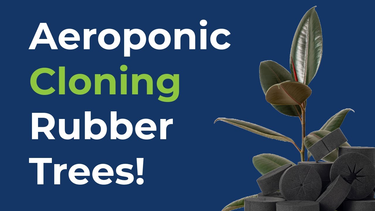 Clone Rubber Trees FASTER at Home | DIY Aero Cloner How-To 🌱
