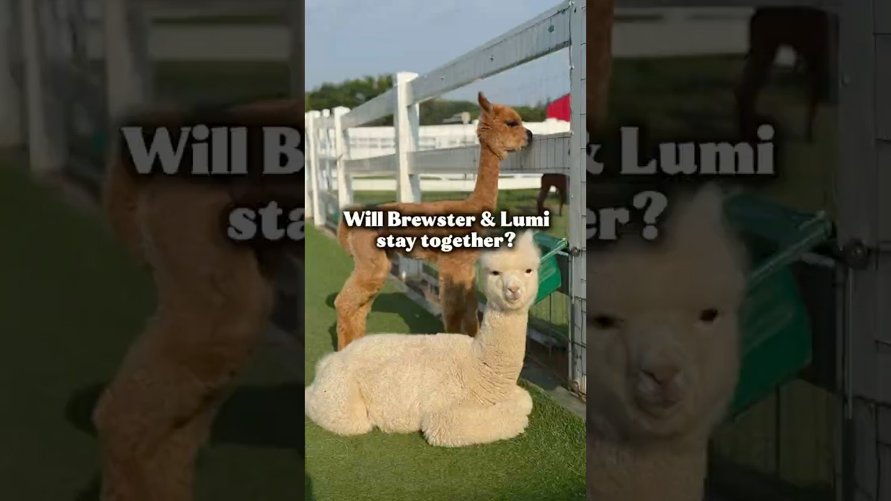 Will Brewster and Lumi be bred together? 
