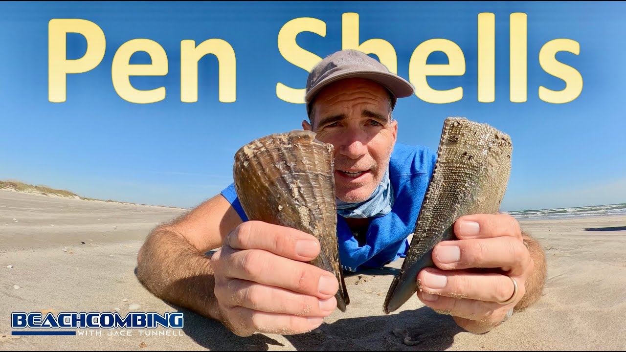 Beachcombing - Pen Shells