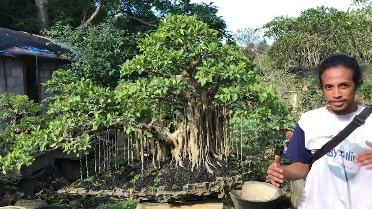 Ficus Bonsai Collection by Gede Merta