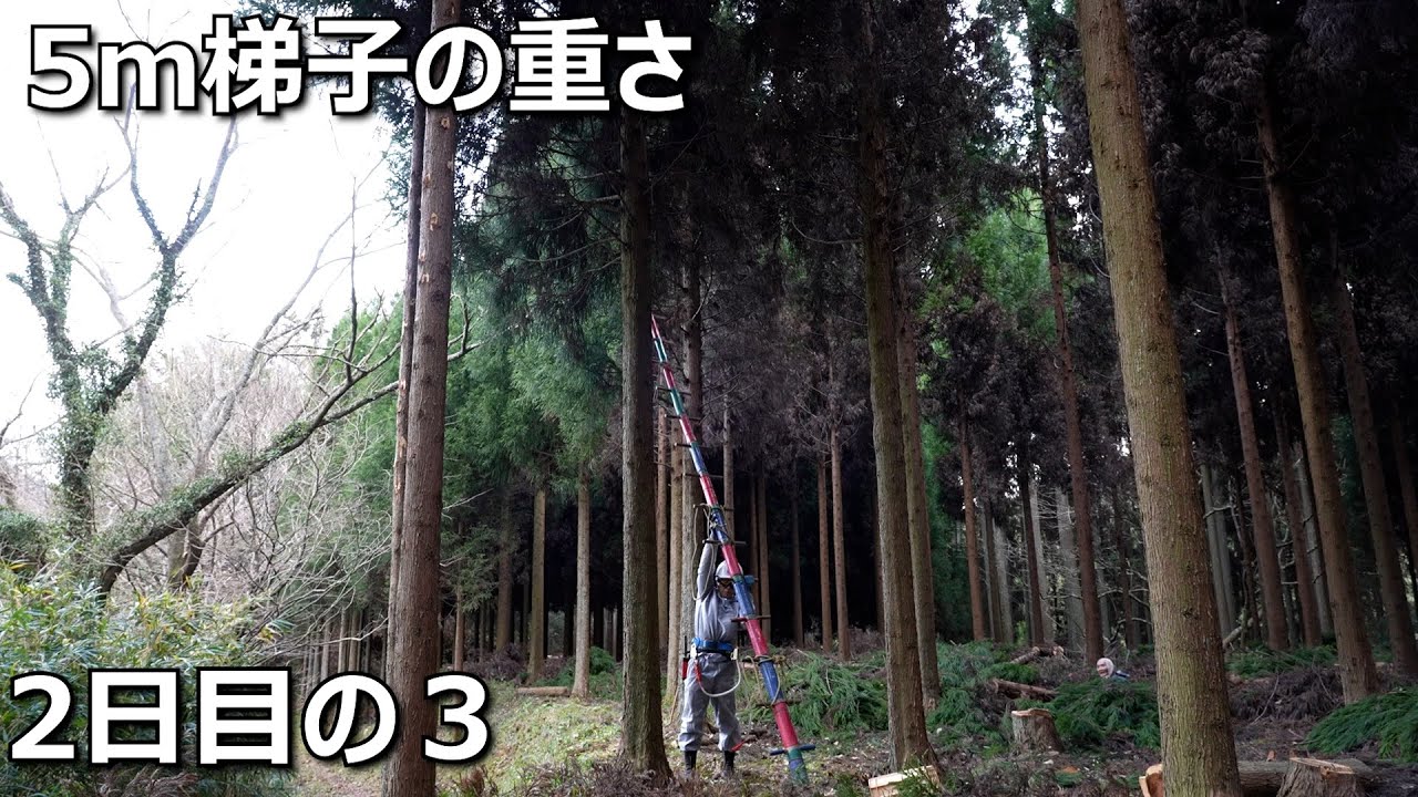 枝打ち 2日目の3【2024年12月24日】