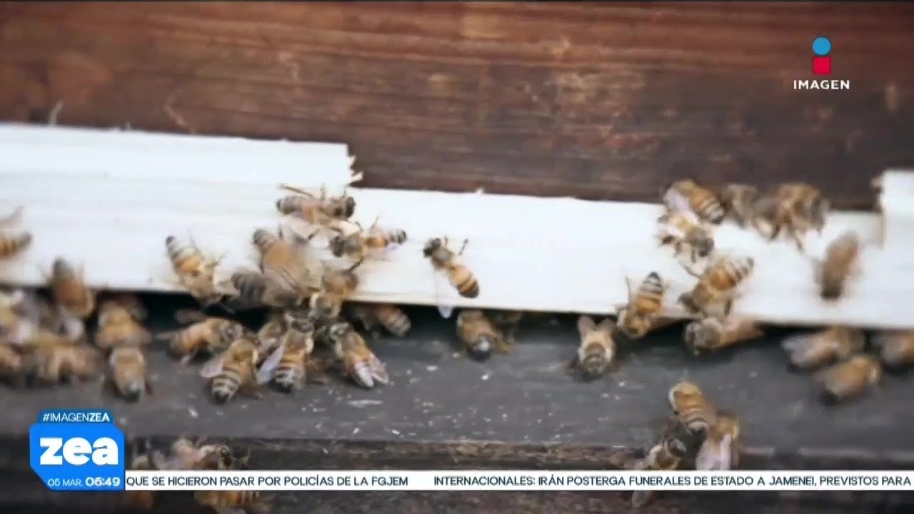 Historias que dejan de contarse: En 1986 las abejas africanas llegaron a México | Francisco Zea